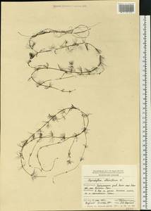 Myriophyllum alterniflorum DC., Eastern Europe, Northern region (E1) (Russia)