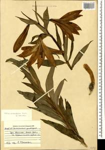 Lilium szovitsianum Fisch. & Avé-Lall., Caucasus, Azerbaijan (K6) (Azerbaijan)