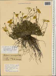 Archanthemis marschalliana subsp. sosnovskyana (Fed.) Lo Presti & Oberpr., Caucasus, North Ossetia, Ingushetia & Chechnya (K1c) (Russia)