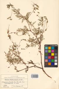 Erodium stephanianum Willd., Siberia (no precise locality) (S0) (Russia)