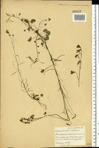 Campanula rotundifolia L., Eastern Europe, Belarus (E3a) (Belarus)