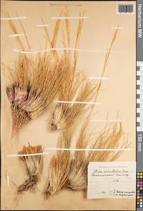 Stipa orientalis Trin., Middle Asia, Pamir & Pamiro-Alai (M2) (Tajikistan)