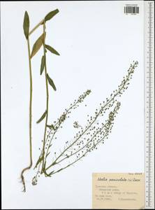 Neslia paniculata (L.) Desv., Eastern Europe, Central region (E4) (Russia)