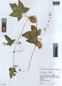 KUZ 003 326, Echinocystis lobata (Michx.) Torr. & Gray, Siberia, Altai & Sayany Mountains (S2) (Russia)