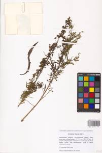 Artemisia dracunculus L., Eastern Europe, Moscow region (E4a) (Russia)