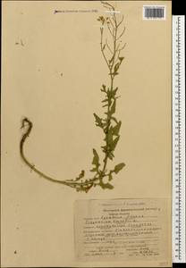 Sisymbrium loeselii L., Caucasus, Stavropol Krai, Karachay-Cherkessia & Kabardino-Balkaria (K1b) (Russia)