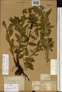 Euphorbia semivillosa (Prokh.) Krylov, Eastern Europe, Central region (E4) (Russia)