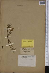 Lathyrus pannonicus (Jacq.)Garcke, Western Europe (EUR) (Not classified)