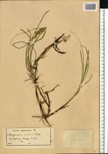 Carex arenaria L., Eastern Europe, North-Western region (E2) (Russia)