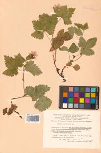 Rubus arcticus L., Siberia, Chukotka & Kamchatka (S7) (Russia)