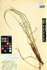 Carex vesicata Meinsh., Siberia, Baikal & Transbaikal region (S4) (Russia)