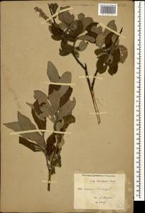 Salix kusnetzowii Lacksch. ex Görz, Caucasus, Stavropol Krai, Karachay-Cherkessia & Kabardino-Balkaria (K1b) (Russia)