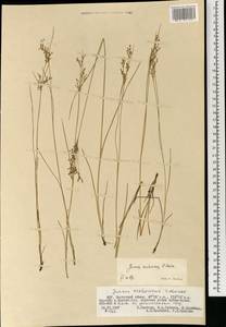 Juncus orchonicus Novikov, Mongolia (MONG) (Mongolia)