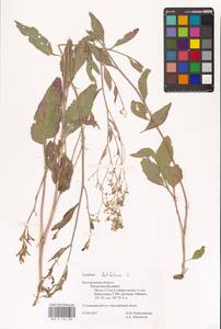 Lepidium latifolium L., Eastern Europe, Central forest-and-steppe region (E6) (Russia)