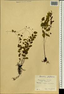 Adiantum philippense L., Africa (AFR) (Guinea)
