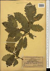 Quercus petraea subsp. polycarpa (Schur) Soó, Caucasus, Azerbaijan (K6) (Azerbaijan)