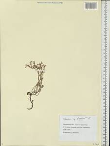 Phedimus hybridus (L.) 't Hart, Eastern Europe, Middle Volga region (E8) (Russia)