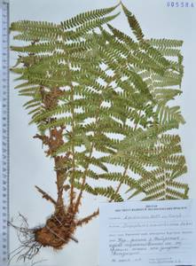 Dryopteris crassirhizoma Nakai, Siberia, Russian Far East (S6) (Russia)