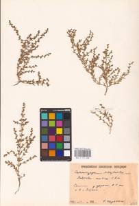 Soda acutifolia (Bunge) Mosyakin, Freitag & Rilke, Eastern Europe, Lower Volga region (E9) (Russia)