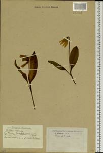 Erythronium sibiricum (Fisch. & C.A.Mey.) Krylov, Siberia, Western Siberia (S1) (Russia)
