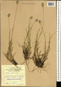 Sesleria phleoides Steven ex Roem. & Schult., Caucasus, Azerbaijan (K6) (Azerbaijan)