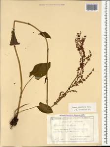 Rumex arifolius All., Caucasus, Georgia (K4) (Georgia)