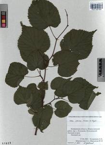 Tilia amurensis var. sibirica (Fisch. ex Bayer) Y. C. Zhu, Siberia, Altai & Sayany Mountains (S2) (Russia)