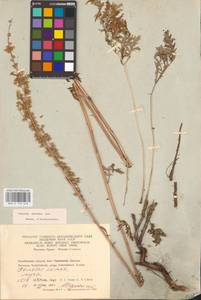Artemisia armeniaca Lam., Eastern Europe, Eastern region (E10) (Russia)