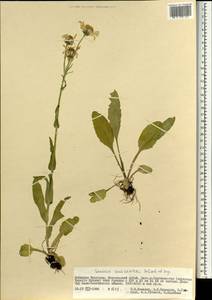 Tephroseris turczaninovii subsp. turczaninovii, Mongolia (MONG) (Mongolia)