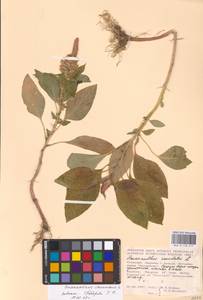 Amaranthus cruentus L., Eastern Europe, Moldova (E13a) (Moldova)