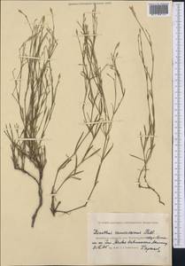 Dianthus ramosissimus Pall. ex Poir., Middle Asia, Caspian Ustyurt & Northern Aralia (M8) (Kazakhstan)