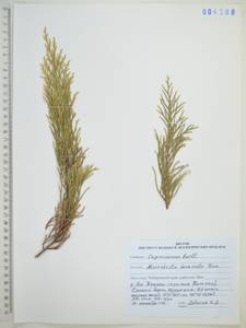 Microbiota decussata Kom., Siberia, Russian Far East (S6) (Russia)