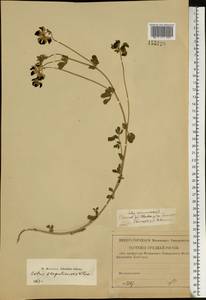 Lotus corniculatus subsp. corniculatus, Eastern Europe, Lower Volga region (E9) (Russia)
