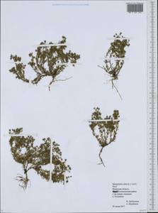 Spergularia rubra (L.) J. Presl & C. Presl, Eastern Europe, Central region (E4) (Russia)