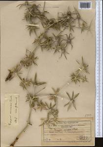 Eryngium caucasicum Trautv., Middle Asia, Western Tian Shan & Karatau (M3) (Uzbekistan)