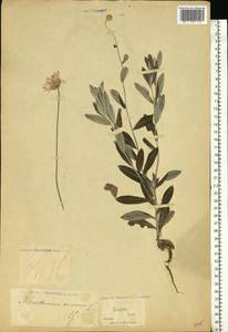 Xeranthemum annuum L., Eastern Europe, Moldova (E13a) (Moldova)