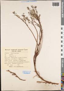Salix repens L., Eastern Europe, Central forest-and-steppe region (E6) (Russia)
