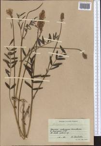 Hedysarum songoricum Bong., Middle Asia, Western Tian Shan & Karatau (M3) (Kyrgyzstan)