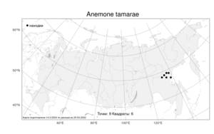 Anemone tamarae Kharkev., Atlas of the Russian Flora (FLORUS) (Russia)