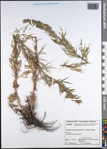 Artemisia leucophylla (Turcz. ex Besser) C. B. Clarke, Siberia, Central Siberia (S3) (Russia)