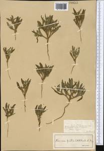 Nonea caspica (Willd.) G.Don, Middle Asia, Syr-Darian deserts & Kyzylkum (M7) (Kazakhstan)