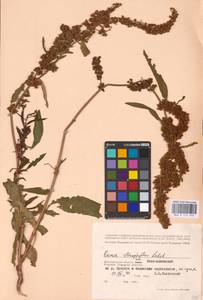 Rumex stenophyllus Ledeb., Eastern Europe, Lower Volga region (E9) (Russia)