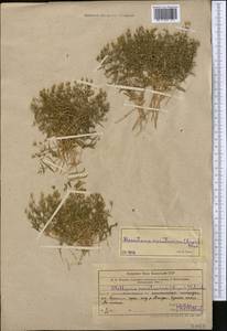 Stellaria karatavica Schischk., Middle Asia, Western Tian Shan & Karatau (M3) (Kazakhstan)