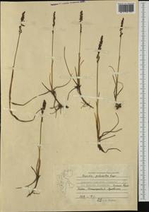 Dupontia fisheri R.Br., Western Europe (EUR) (Svalbard and Jan Mayen)