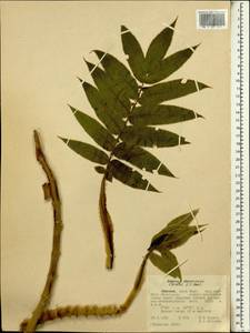 Hagenia abyssinica (Bruce) J.F.Gmel., Africa (AFR) (Ethiopia)