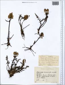 Pedicularis sudetica Willd., Siberia, Yakutia (S5) (Russia)