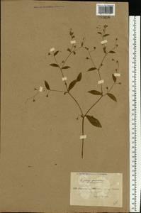 Asperugo procumbens L., Eastern Europe, North Ukrainian region (E11) (Ukraine)