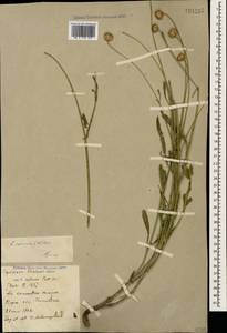 Cephalaria coriacea (Willd.) Roem. & Schult. ex Steud., Caucasus, Stavropol Krai, Karachay-Cherkessia & Kabardino-Balkaria (K1b) (Russia)