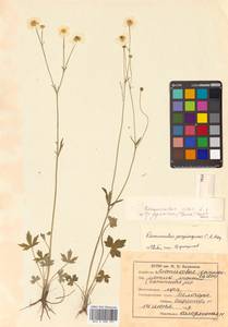 Ranunculus japonicus Thunb., Siberia, Russian Far East (S6) (Russia)