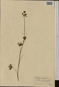 Trifolium ochroleucon Huds., Western Europe (EUR) (France)